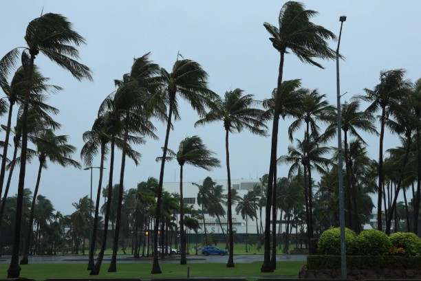Palms out the front of the Darwin